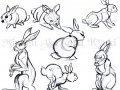 Animal_Studies___Rabbits_by_DragonRider03.jpg